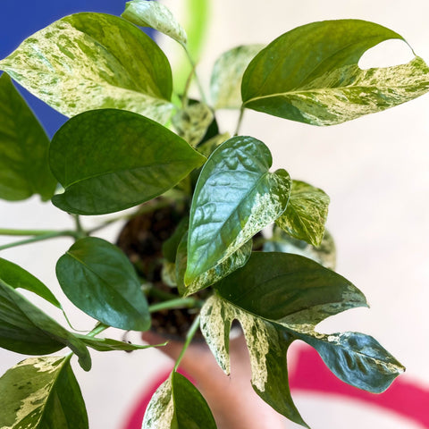 Epipremnum pinnatum 'Marble Variegata' - Sprouts of Bristol