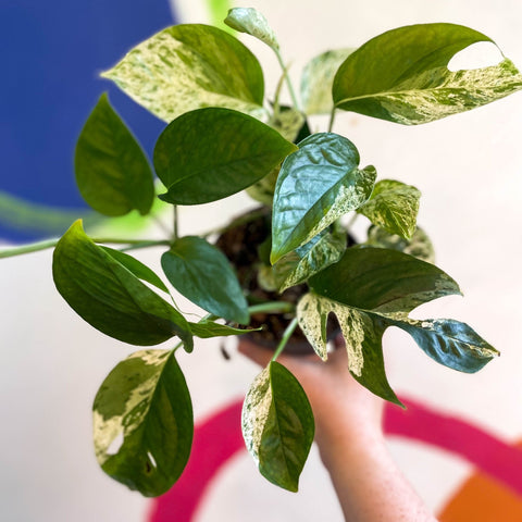 Epipremnum pinnatum 'Marble Variegata' - Sprouts of Bristol