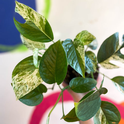 Epipremnum pinnatum 'Marble Variegata' - Sprouts of Bristol