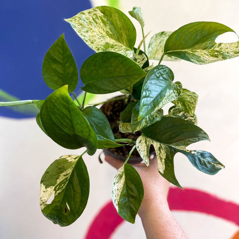 Epipremnum pinnatum 'Marble Variegata' - Sprouts of Bristol