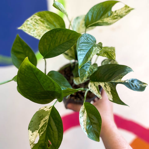 Epipremnum pinnatum 'Marble Variegata' - Sprouts of Bristol