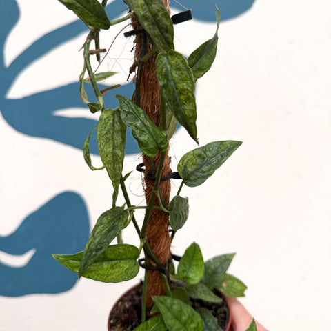 Epipremnum pinnatum 'Yellow Mint' - Sprouts of Bristol