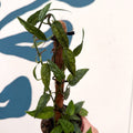 Epipremnum pinnatum 'Yellow Mint' - Sprouts of Bristol