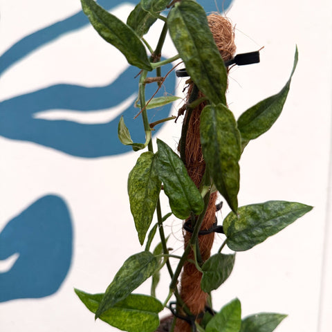 Epipremnum pinnatum 'Yellow Mint' - Sprouts of Bristol