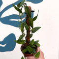 Epipremnum pinnatum 'Yellow Mint' - Sprouts of Bristol