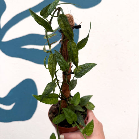 Epipremnum pinnatum 'Yellow Mint' - Sprouts of Bristol