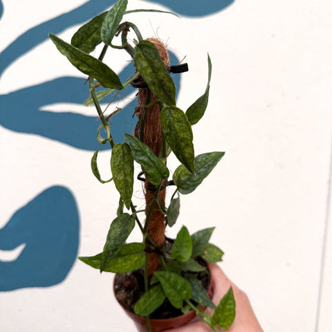 Epipremnum pinnatum 'Yellow Mint' - Sprouts of Bristol