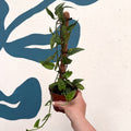 Epipremnum pinnatum 'Yellow Mint' - Sprouts of Bristol