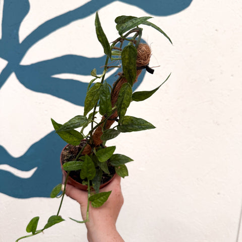 Epipremnum pinnatum 'Yellow Mint' - Sprouts of Bristol