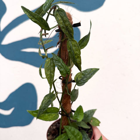 Epipremnum pinnatum 'Yellow Mint' - Sprouts of Bristol