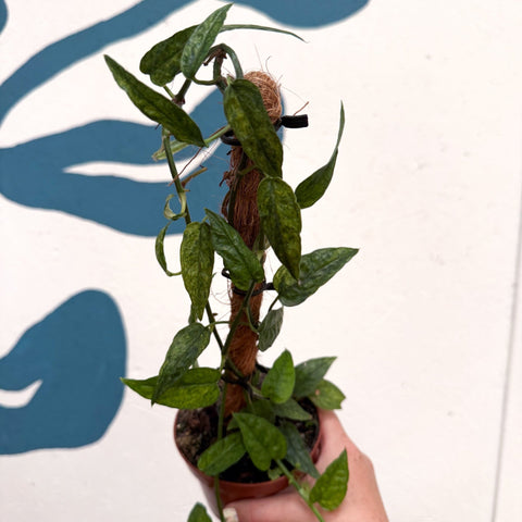 Epipremnum pinnatum 'Yellow Mint' - Sprouts of Bristol