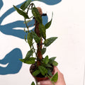 Epipremnum pinnatum 'Yellow Mint' - Sprouts of Bristol