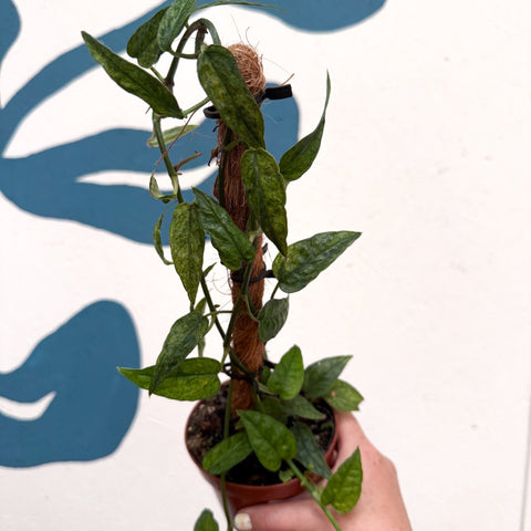 Epipremnum pinnatum 'Yellow Mint' - Sprouts of Bristol