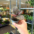 Episcia cupreata 'Copper' - Flame Violet - Sprouts of Bristol