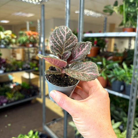 Episcia cupreata 'Copper' - Flame Violet - Sprouts of Bristol