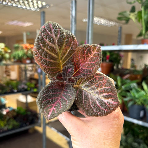 Episcia cupreata 'Copper' - Flame Violet - Sprouts of Bristol