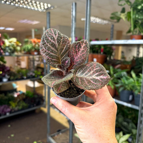 Episcia cupreata 'Copper' - Flame Violet - Sprouts of Bristol