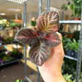 Episcia cupreata 'Copper' - Flame Violet - Sprouts of Bristol