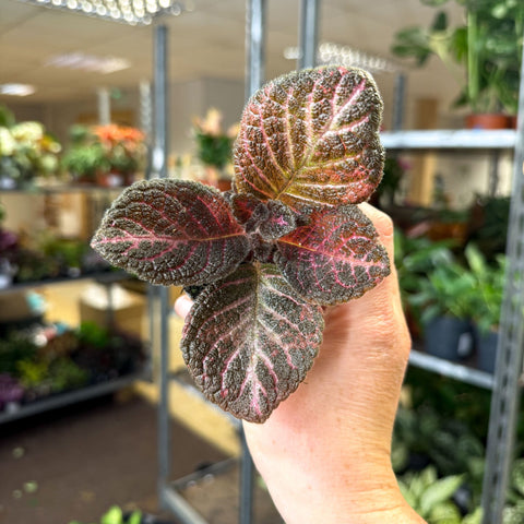 Episcia cupreata 'Copper' - Flame Violet - Sprouts of Bristol