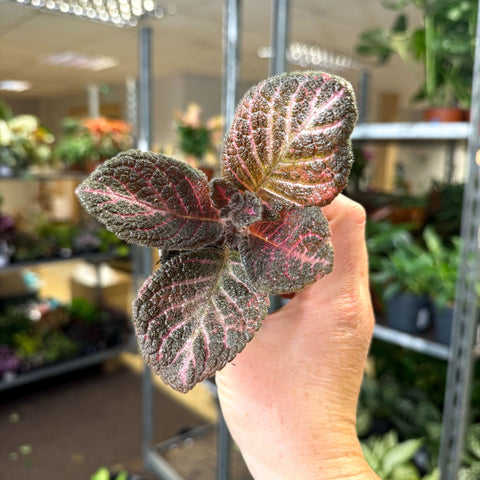 Episcia cupreata 'Copper' - Flame Violet - Sprouts of Bristol