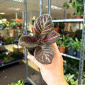 Episcia cupreata 'Copper' - Flame Violet - Sprouts of Bristol