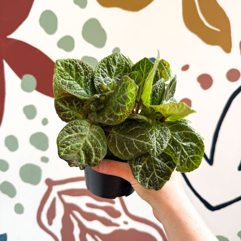 Episcia cupreata - Green Flame Violet - Sprouts of Bristol