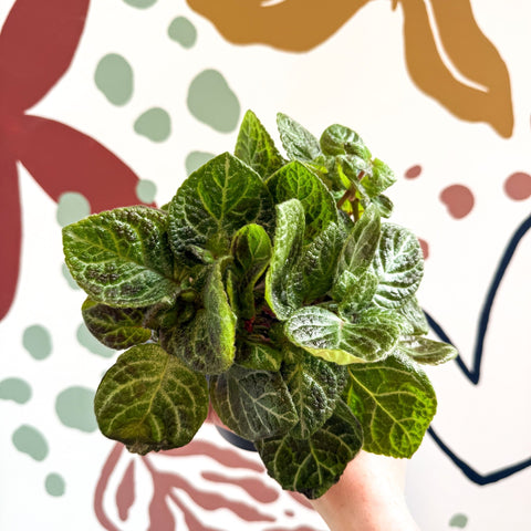 Episcia cupreata - Green Flame Violet - Sprouts of Bristol