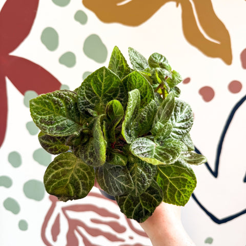 Episcia cupreata - Green Flame Violet - Sprouts of Bristol