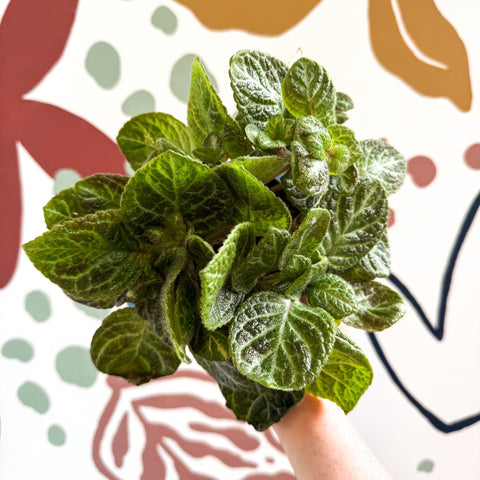 Episcia cupreata - Green Flame Violet - Sprouts of Bristol