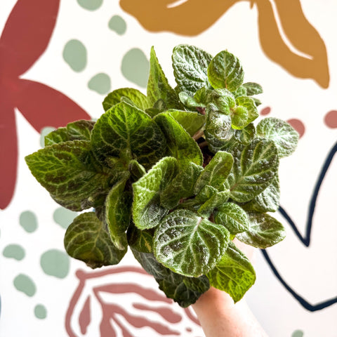 Episcia cupreata - Green Flame Violet - Sprouts of Bristol