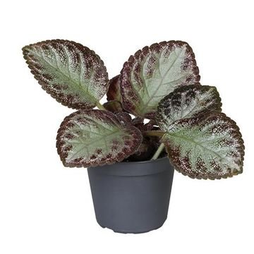 Episcia cupreata 'Harlequin' - Flame Violet - Sprouts of Bristol