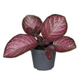 Episcia cupreata 'Malayan Gem' - Flame Violet - Sprouts of Bristol