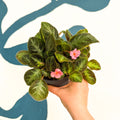 Episcia cupreata 'Neon Surprise' - Green Flame Violet - Sprouts of Bristol