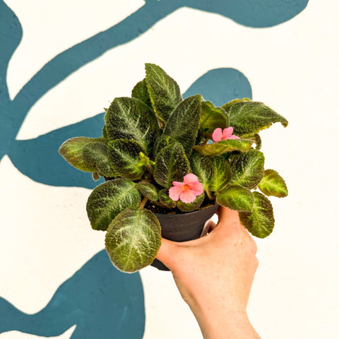 Episcia cupreata 'Neon Surprise' - Green Flame Violet - Sprouts of Bristol