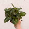 Episcia cupreata 'Neon Surprise' - Green Flame Violet - Sprouts of Bristol