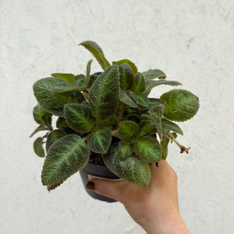 Episcia cupreata 'Neon Surprise' - Green Flame Violet - Sprouts of Bristol
