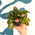 Episcia cupreata 'Neon Surprise' - Green Flame Violet - Sprouts of Bristol