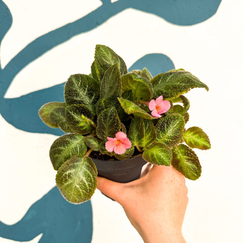Episcia cupreata 'Neon Surprise' - Green Flame Violet - Sprouts of Bristol