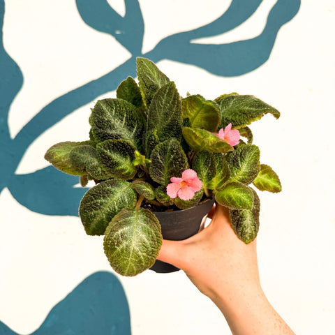 Episcia cupreata 'Neon Surprise' - Green Flame Violet - Sprouts of Bristol