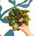 Episcia cupreata 'Neon Surprise' - Green Flame Violet - Sprouts of Bristol