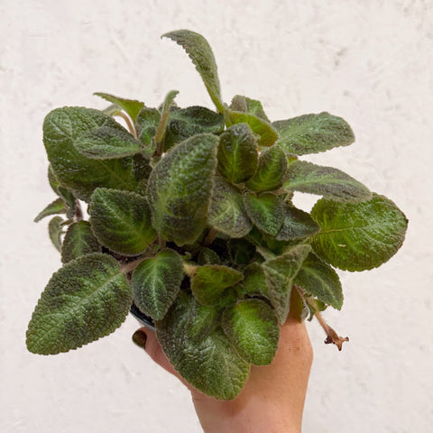 Episcia cupreata 'Neon Surprise' - Green Flame Violet - Sprouts of Bristol
