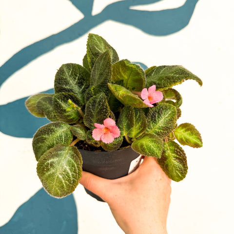 Episcia cupreata 'Neon Surprise' - Green Flame Violet - Sprouts of Bristol