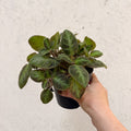 Episcia cupreata 'Neon Surprise' - Green Flame Violet - Sprouts of Bristol