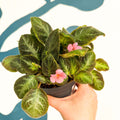 Episcia cupreata 'Neon Surprise' - Green Flame Violet - Sprouts of Bristol