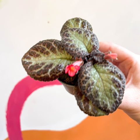 Episcia cupreata 'Pink Acajou' - Flame Violet - Sprouts of Bristol