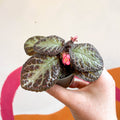 Episcia cupreata 'Pink Acajou' - Flame Violet - Sprouts of Bristol