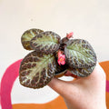 Episcia cupreata 'Pink Acajou' - Flame Violet - Sprouts of Bristol