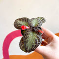 Episcia cupreata 'Pink Acajou' - Flame Violet - Sprouts of Bristol