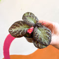 Episcia cupreata 'Pink Acajou' - Flame Violet - Sprouts of Bristol