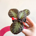 Episcia cupreata 'Pink Acajou' - Flame Violet - Sprouts of Bristol